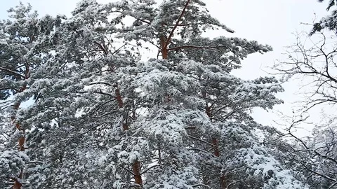 Tall spruce trees covered with snow in frosty winter landscape Stock Footage 113073410