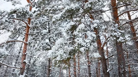 Tall spruce trees covered with snow in frosty winter landscape Stock Footage 113073418