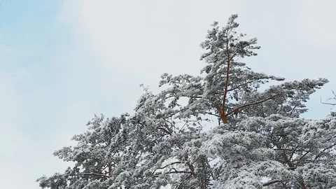 Tall spruce trees covered with snow in frosty winter landscape Stock Footage 115353262