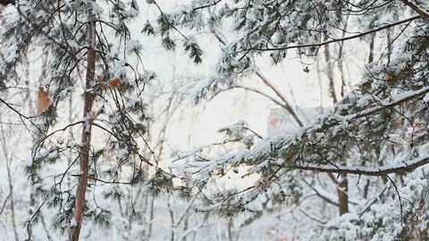 Tall spruce trees covered with snow in frosty winter landscape Stock Footage 115353348