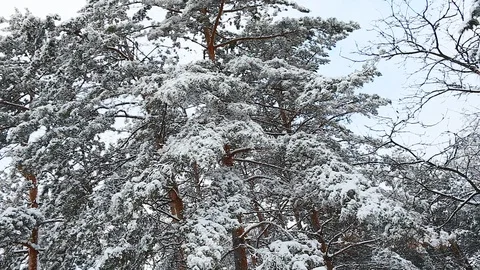 Tall spruce trees covered with snow in frosty winter landscape Stock Footage 115353699