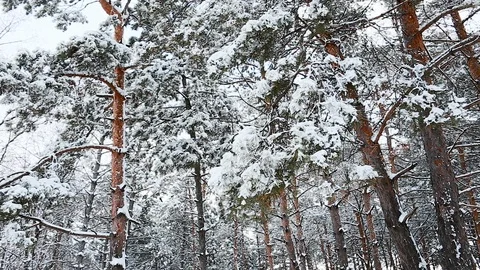 Tall spruce trees covered with snow in frosty winter landscape Stock Footage 115646237