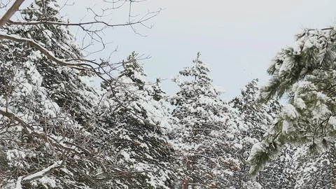 Tall spruce trees covered with snow in frosty winter landscape Stock Footage 115646385