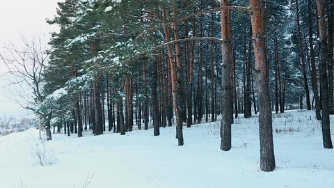 Tall spruce trees covered with snow in frosty winter landscape Stock Footage 115646844