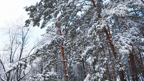 Tall spruce trees covered with snow in frosty winter landscape Stock Footage 115646970