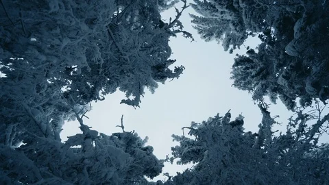 Tall spruce trees covered with snow in frosty winter landscape Stock Footage 120050445