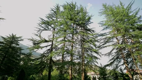 Tall spruce trees in the forest Video stock 197515901