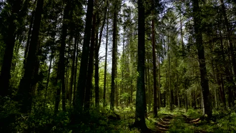 Tall spruce trees in the middle of the forest Stock Footage 138554852