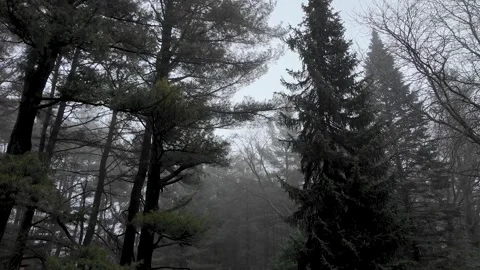 Tall Spruce Trees in Misty Pine Forest Snowfall Stock Footage 330538340