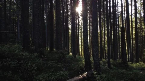 Tall spruces in a dark mountain forest. Sunbeams through thick trees Stock Footage 141899692