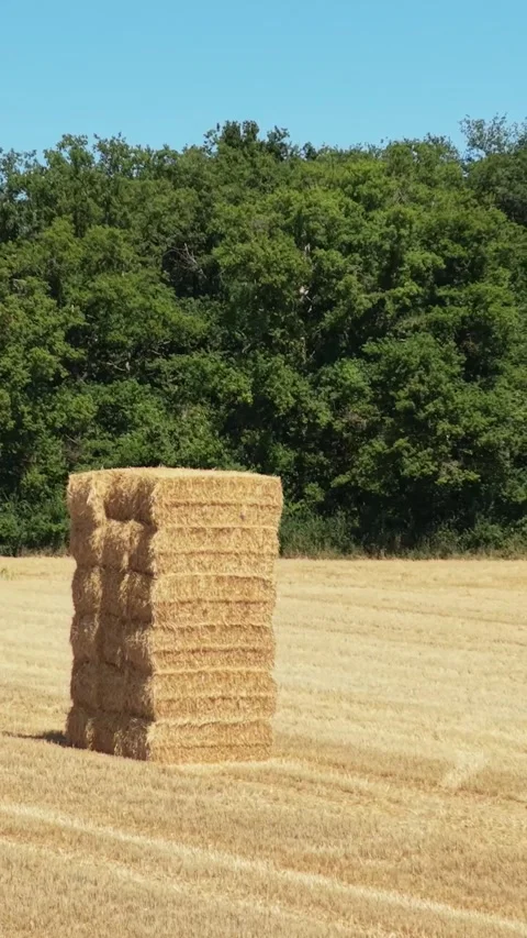 A tall stack of rectangular hay bales standing alone in a harvested golden wheat Stock Footage 346657384