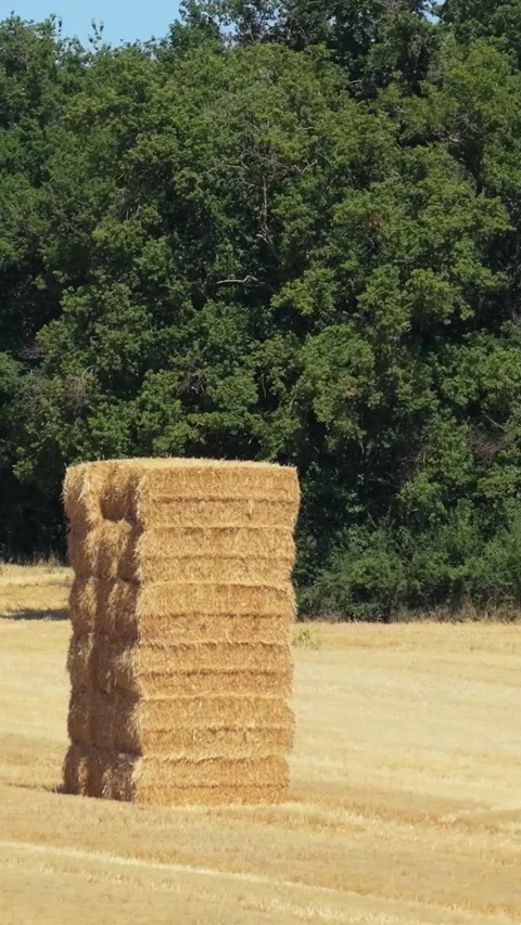A tall stack of rectangular hay bales in a harvested golden field, bordered by Stock Footage 346657501