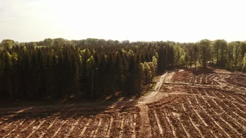 Tall Standing Pine Trees in the Forest Stock Footage 115449173