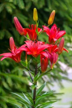 A tall stem with red flowers, some of which are still in buds Stock Photos