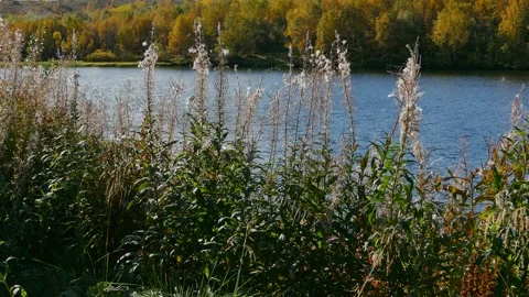 Tall stems of fireweed sway in the wind. Stock-Footage 130829324