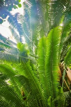 Tall stems with singular blades creating wall of leafy fronds Fotos Stock