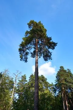 Tall straight pine tree in the forest against the blue sky Stock Photos