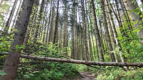 Tall straight pine trees in dense forest with fallen log in foreground and Stock Footage 319474432