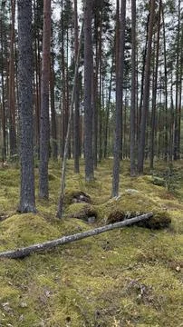 Tall straight pine trees growing in a dense forest with a vibrant green mossy Stock Photos