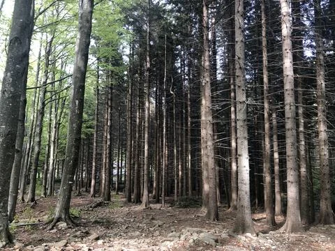 Tall straight pine trees stand closely together in a dense mountain forest  Stock Photos