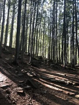 Tall straight pine trees stand closely together in a dense mountain forest  Stock Photos