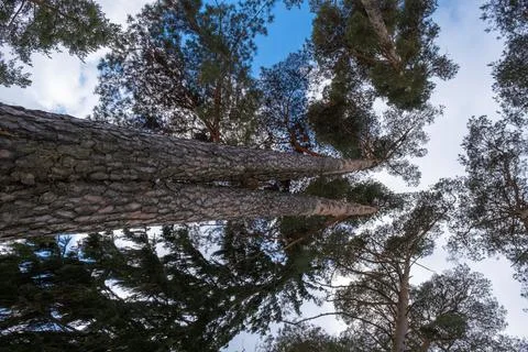 Tall, straight pine trunks, stretching out into a beautiful cloudy sky. Stock Photos