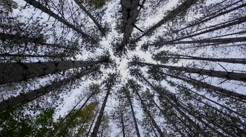Tall straight trees point straight up from viewer on a windy day Stock Footage 61058038