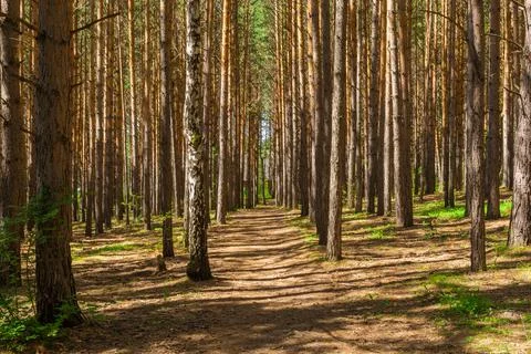 Tall straight trunks of pine trees in the forest. Walking in the park in the  Stock Photos