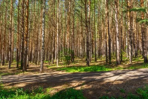 Tall straight trunks of pine trees in the forest. Walking in the park in the  Foto stock