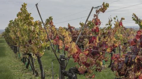 Tall structure used for training vines in the vineyard Stock Photos