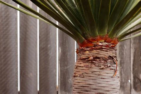 Tall succulent palm horizontal lines on trunk, green leaves growing at an angle Stock Photos