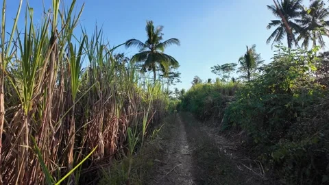 Tall sugar cane lines narrow dirt path Stock Footage 345137433