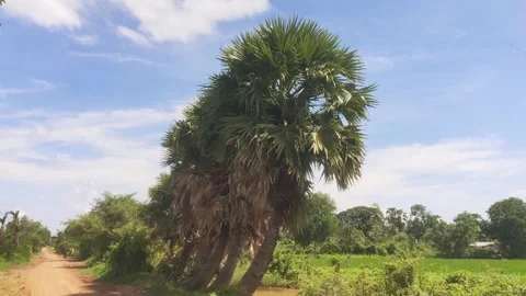 Tall Sugar Palm Trees Alongside Green Rice Field And Dirt Road In Rural Camb Stock Footage 341647953