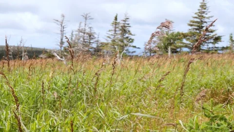 Tall summer grass blowing in the wind in a field Stock Footage 122998386