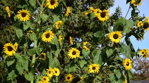 Tall sunflower patch Stock Footage 171248740