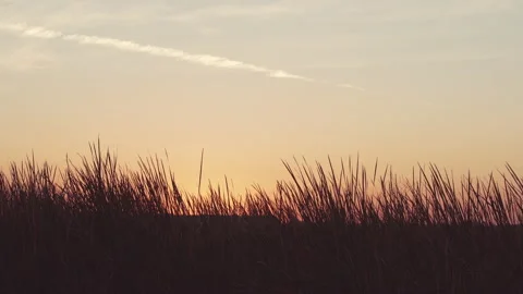 Tall swamp grass sways in the wind at sunrise Stock Footage 187659658