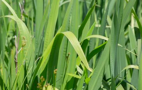 Tall Thick Grass Stock-Fotos
