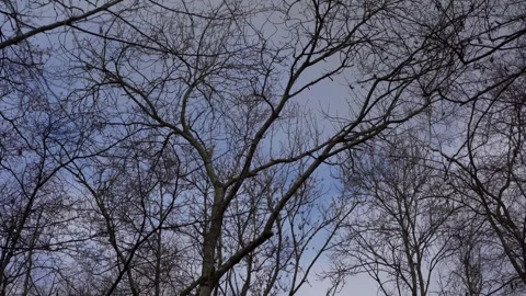 Tall thin bare winter trees in gloomy weather and a pale sky 스톡 동영상 266176595