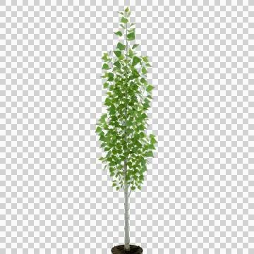 Tall thin green birch tree with fresh leaves Stock Photos