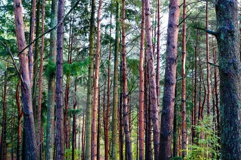 Tall thin pine trees in a forest 库存照片