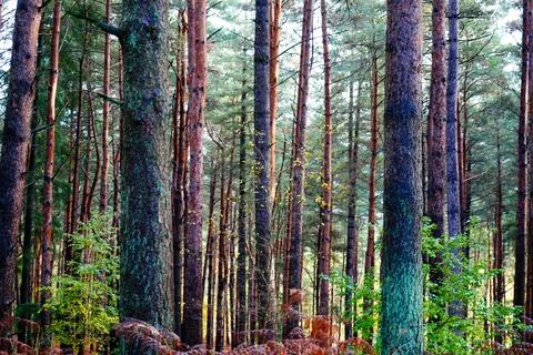Tall thin pine trees in a forest 库存照片
