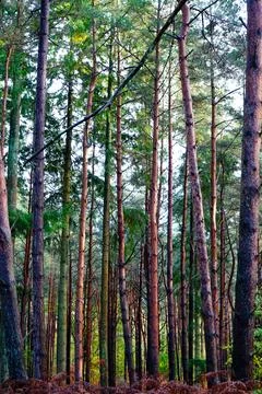 Tall thin pine trees in a forest 스톡 사진
