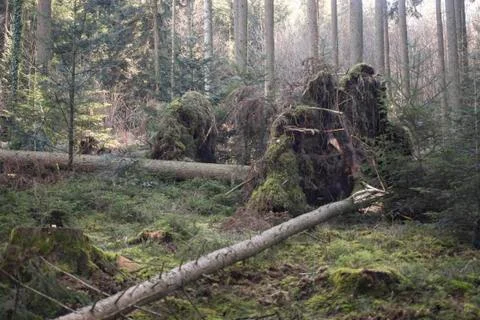 A tall thin tree fell over during the last storm Foto stock