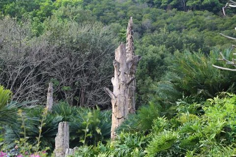 A tall, thin tree trunk with wood carvings of animals and people, surrounde.. Stock Photos