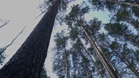 Tall thin trees in a forest Stock Footage 136406355