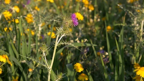 Tall thistle flower with sharp thorns in a meadow with wild flowers in Spring. Stock Footage 105836081