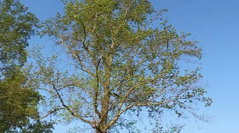 Tall Tree 1 Stock Footage 6523165