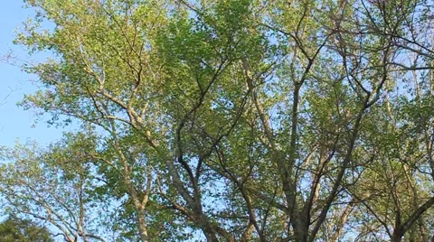 Tall Tree 2 Stock Footage 6523203