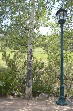 Tall tree and Lamp Post Stock Photos