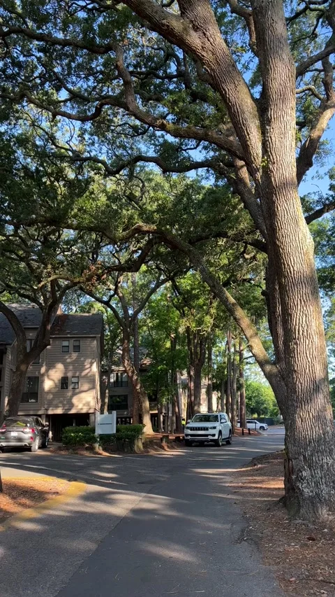 A tall tree and some apartment buildings all under the morning shade Stock Footage 196818530